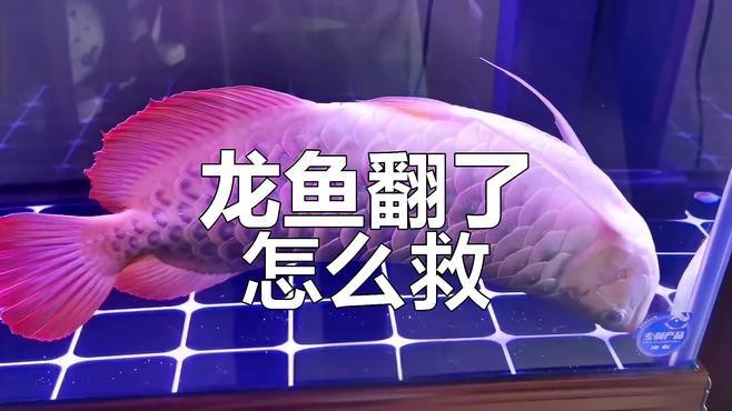 龍魚翻肚后如何進行急救處理？
