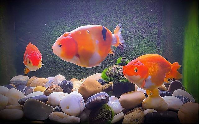 沉木對龍魚的具體尺寸要求