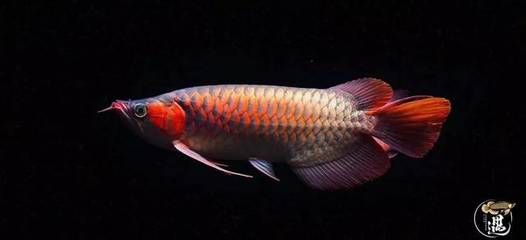 龍魚燒尾（關于龍魚燒尾的一些基本信息）