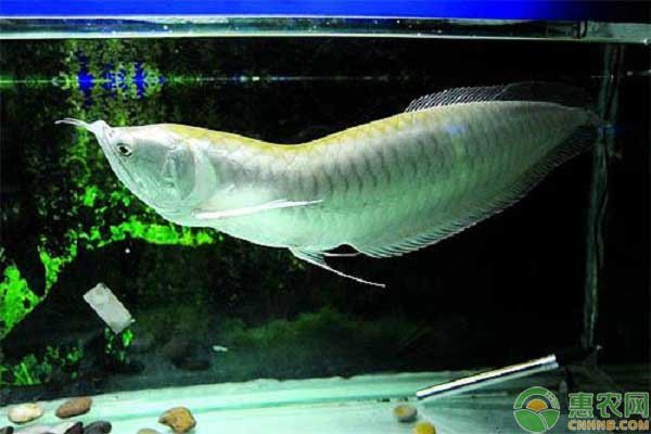 夏天銀龍魚溫度多少度合適