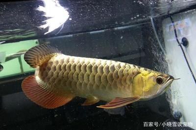 龍魚五天不喂可以嗎：龍魚五天不喂食可以嗎