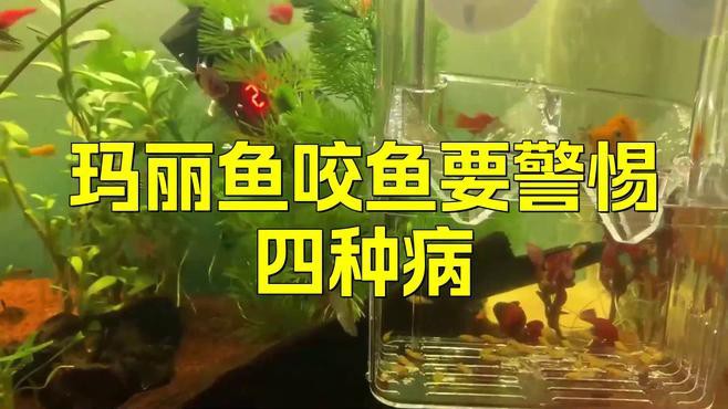 手被銀龍魚咬破了怎么辦