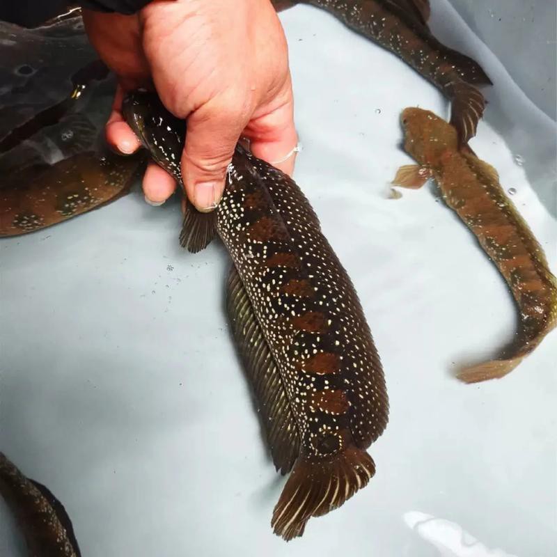 和雷龍魚差不多的魚有哪些圖片