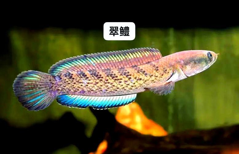 和雷龍魚差不多的魚有哪些圖片