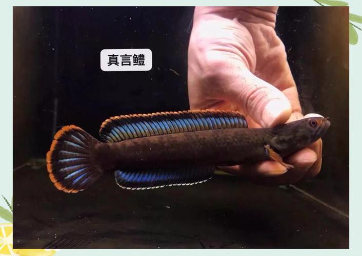 和雷龍魚差不多的魚有哪些圖片