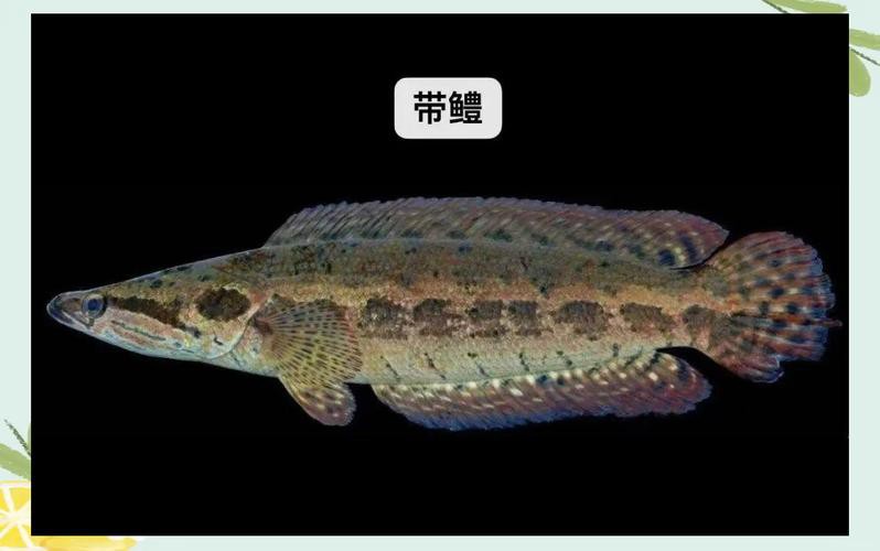 和雷龍魚差不多的魚有哪些圖片