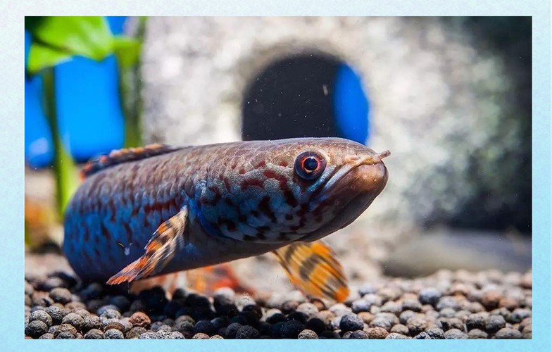 和雷龍魚差不多的魚有哪些圖片