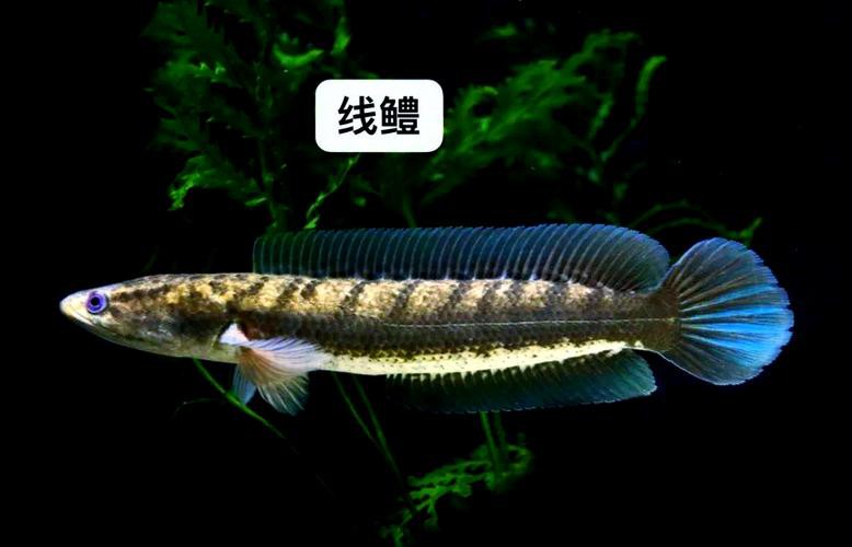 和雷龍魚差不多的魚有哪些圖片