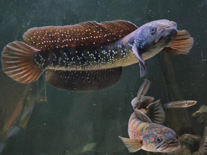 和雷龍魚差不多的魚有哪些圖片