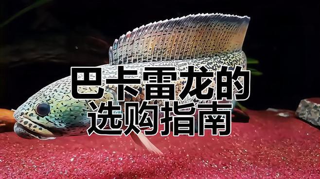 和雷龍魚差不多的魚有哪些圖片