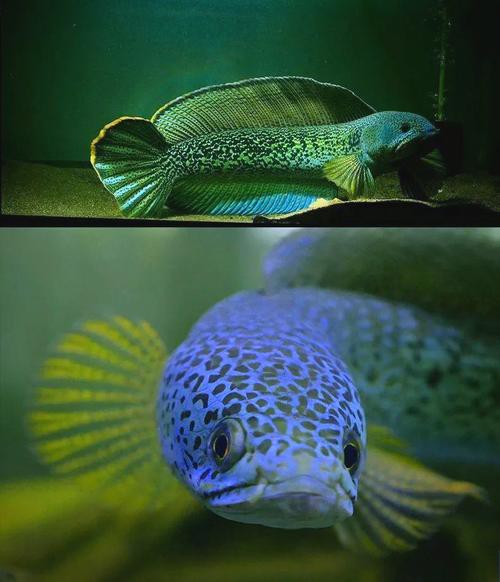 和雷龍魚差不多的魚有哪些圖片