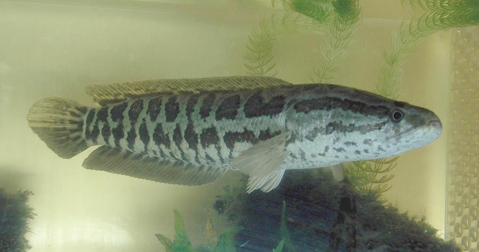 和雷龍魚差不多的魚有哪些圖片