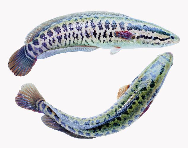 和雷龍魚差不多的魚有哪些圖片