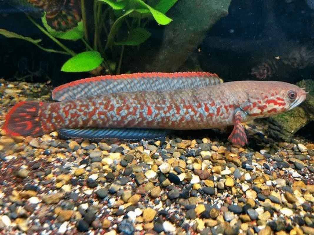 和雷龍魚差不多的魚有哪些圖片