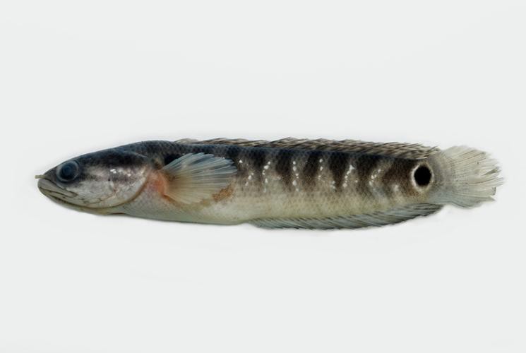 和雷龍魚差不多的魚有哪些圖片