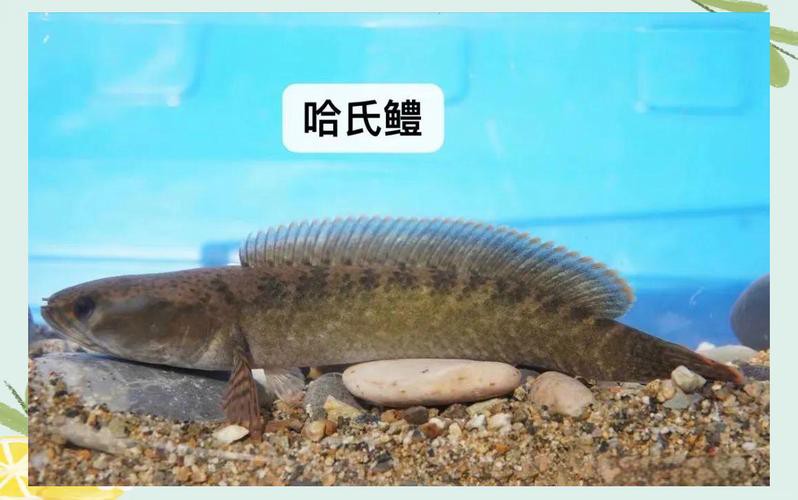 和雷龍魚差不多的魚有哪些圖片