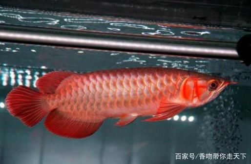 血龍魚百度百科視頻：血紅龍魚是一種美麗且昂貴的魚類