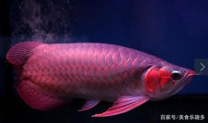 血龍魚百度百科視頻：血紅龍魚是一種美麗且昂貴的魚類