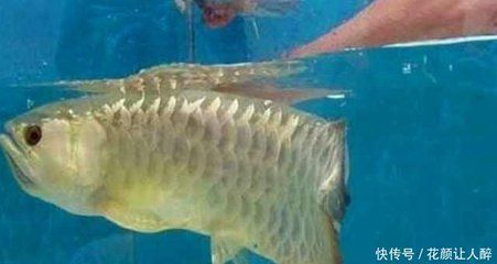 金龍魚可以兩條一起養(yǎng)嗎【金龍魚可以兩條一起養(yǎng)嗎,】 金龍魚可以兩條一起養(yǎng)嗎【金龍魚可以兩條一起養(yǎng)嗎,】 龍魚百科 第5張