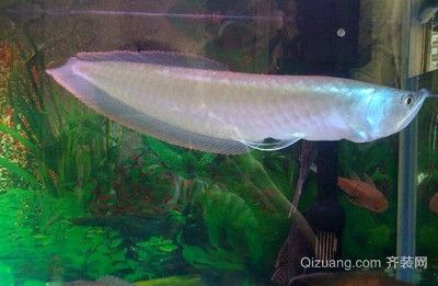 銀龍魚(yú)死是吉還是兇（銀龍魚(yú)的死亡可能由哪些因素引起？）