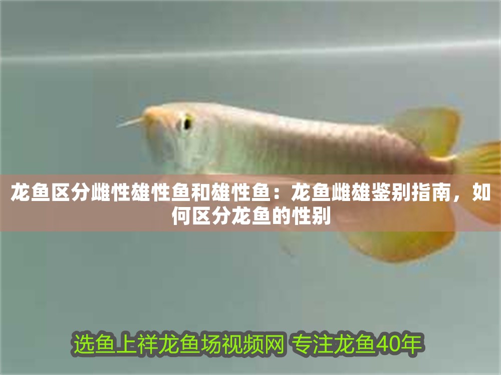 龍魚區分雌性雄性魚和雄性魚：龍魚雌雄鑒別指南，如何區分龍魚的性別
