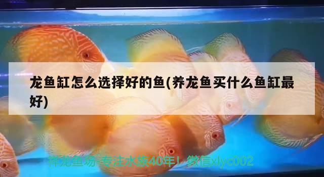 龍魚缸怎么選擇好壞：如何選擇一個合適的龍魚缸