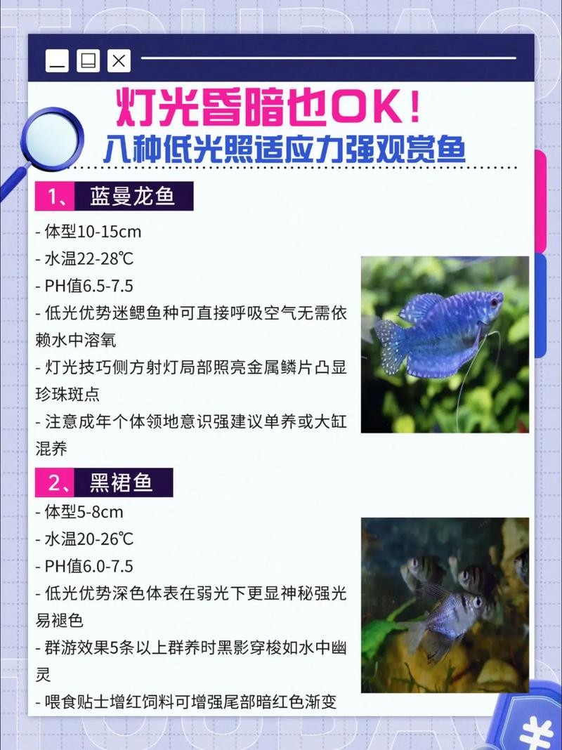 龍魚(yú)夜燈哪種品牌好