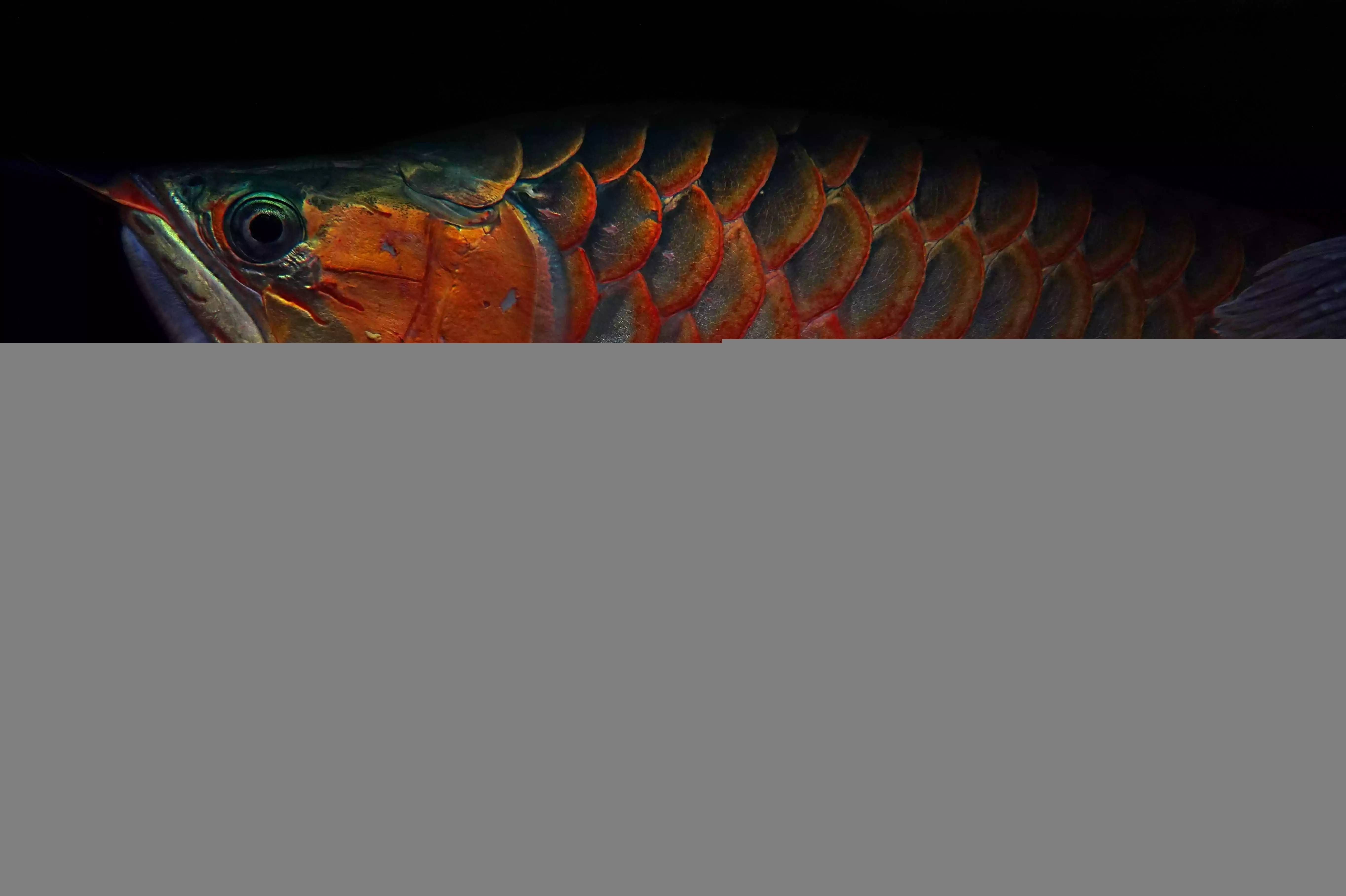紅龍魚養(yǎng)殖常見誤區(qū)：新手養(yǎng)紅龍魚時(shí)常見的誤區(qū)及其解釋紅龍魚飼養(yǎng)方法