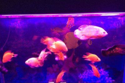 龍魚底層魚養(yǎng)殖建議(如何選擇適合與龍魚混養(yǎng)的下層魚) 龍魚百科 第5張 龍魚底層魚養(yǎng)殖建議(如何選擇適合與龍魚混養(yǎng)的下層魚) 龍魚底層魚養(yǎng)殖建議(如何選擇適合與龍魚混養(yǎng)的下層魚) 龍魚百科 第5張