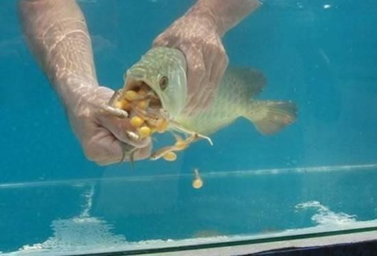 如何挑選金龍魚幼魚品種圖解說明：如何挑選金龍魚幼魚