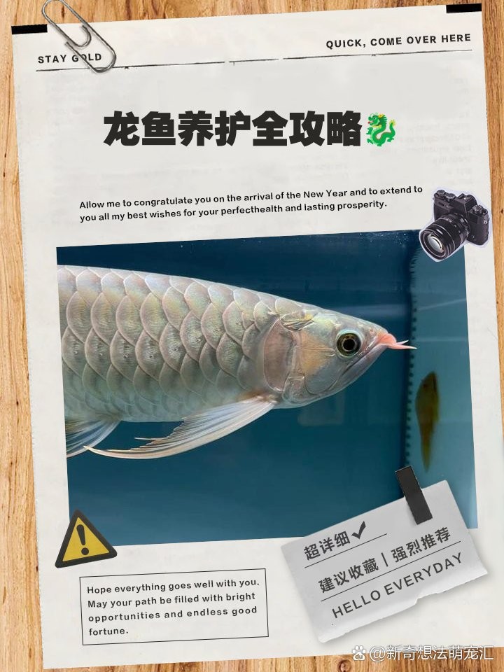 龍魚多久洗一次缸