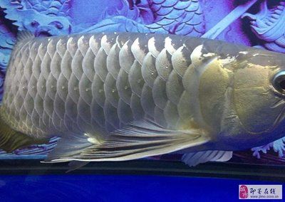 大金龍魚價(jià)格多少錢一只