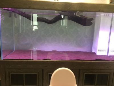 龍魚搭配清缸魚好不好：龍魚搭配清缸魚可以增加魚缸內的生態平衡,龍魚搭配清缸魚好不好