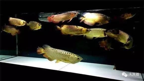 龍魚飼養環境要求標準：龍魚的飼養方法