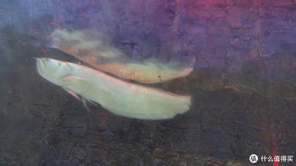 龍魚1000萬（血紅龍魚價格可以達到數百萬人民幣，血紅龍魚的價格可以達到數百萬人民幣）