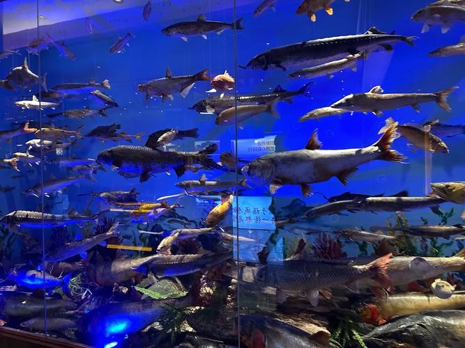 龍魚之家水族館