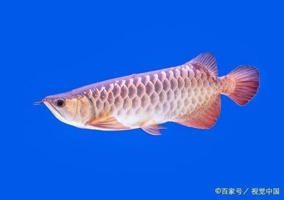 龍魚吃什么餌料最好（龍魚飼料品牌推薦）