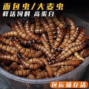 紅龍魚(yú)吃完大麥蟲(chóng)會(huì)死嗎：紅龍魚(yú)吃大麥蟲(chóng)會(huì)產(chǎn)生哪些危害？