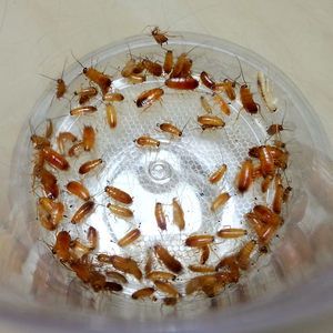 紅龍魚(yú)吃完大麥蟲(chóng)會(huì)死嗎：紅龍魚(yú)吃大麥蟲(chóng)會(huì)產(chǎn)生哪些危害？