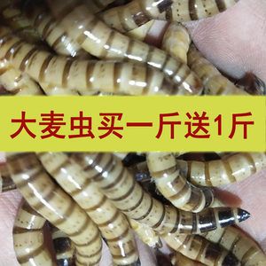 紅龍魚(yú)吃完大麥蟲(chóng)會(huì)死嗎：紅龍魚(yú)吃大麥蟲(chóng)會(huì)產(chǎn)生哪些危害？