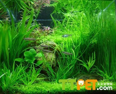 紅龍魚多少公分開始打側(cè)燈（紅龍魚多大開始打側(cè)燈）