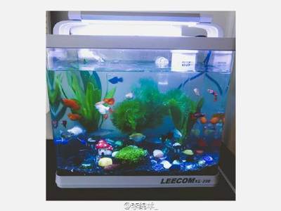 紅龍魚養殖方法視頻教程（紅龍魚養殖方法視頻教程全集）