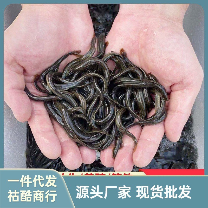 紅龍魚養殖方法視頻教程（紅龍魚養殖方法視頻教程全集）