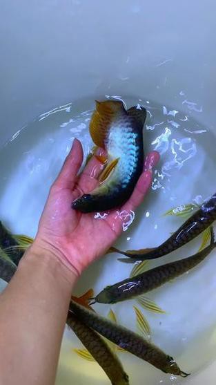 藍(lán)色的龍魚還底大碟剎