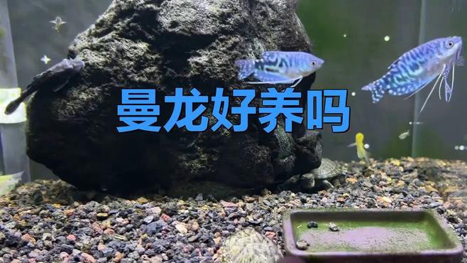 曼龍魚多久換一次水？