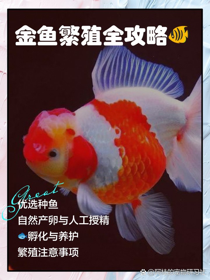 金頭金龍魚繁殖時(shí)需要哪些條件？