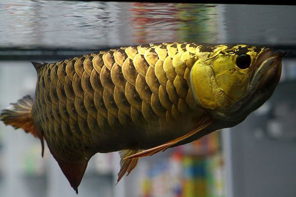 金頭金龍魚繁殖時(shí)需要哪些條件？