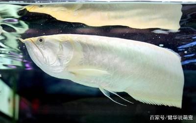 養銀龍魚寓意著什么意思：養銀龍魚寓意是什么