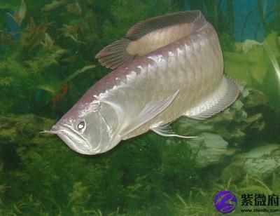 養銀龍魚寓意著什么意思：養銀龍魚寓意是什么