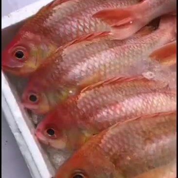 金菠蘿魚價格表